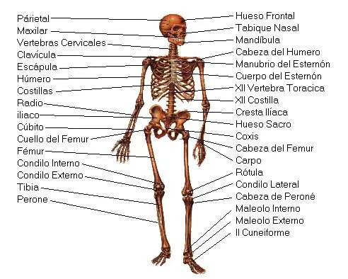 Humano Los huesos del cuerpo humano Lamina Descargar