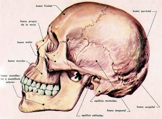Esqueleto Humano Los huesos del cuerpo humano Lamina Descargar