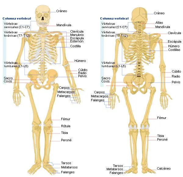Esqueleto humano, con el nombre de los huesos. | huesos humanos ...