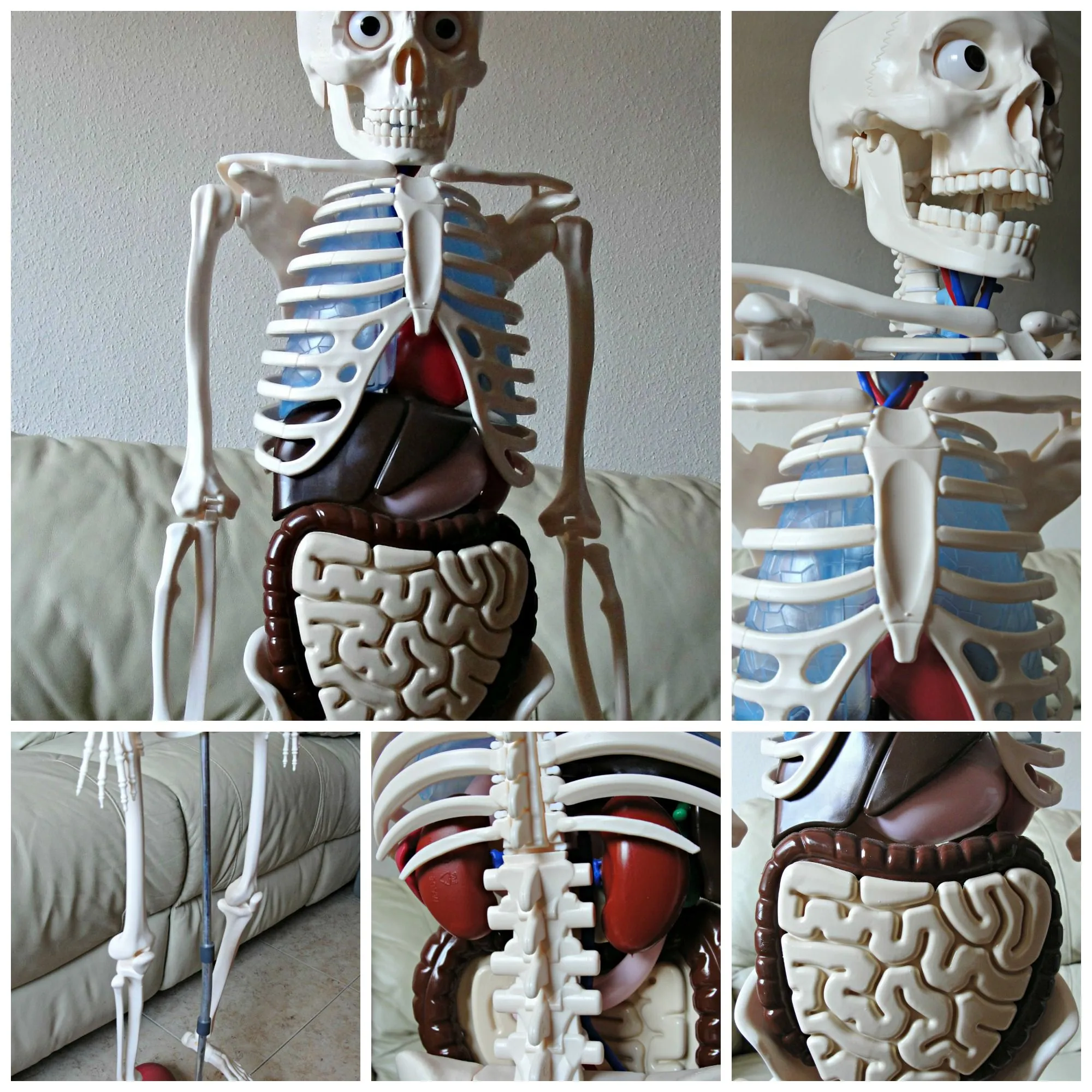 Esqueleto Humano – MiMontessori