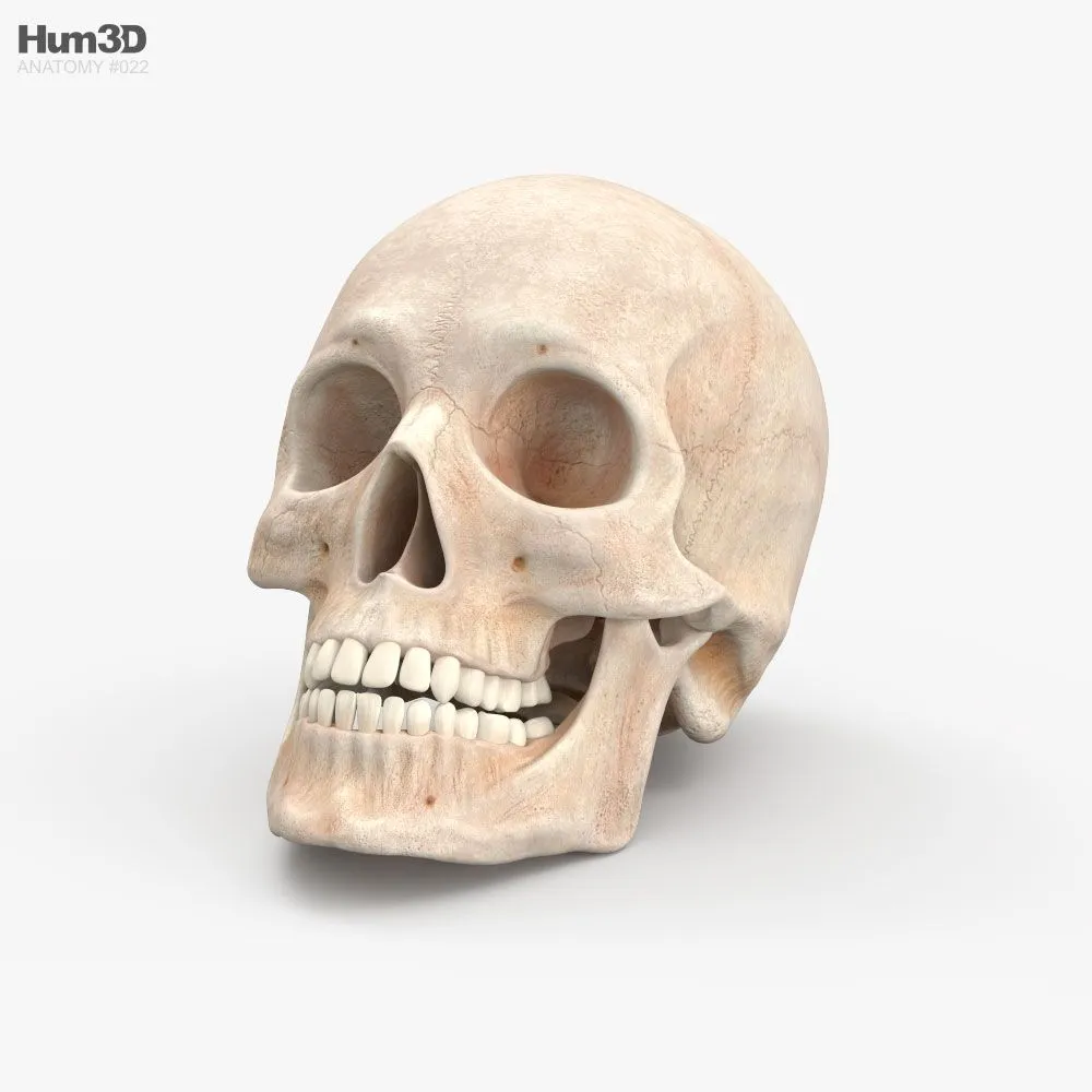 Esqueleto Humano Modelos 3D para Descargar - 3DModels