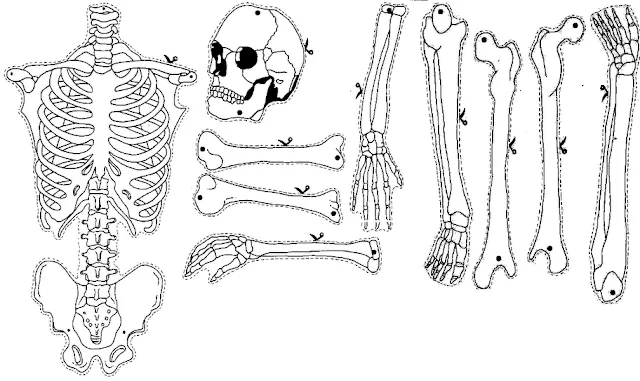 Esqueleto articulado para recortar - Imagui