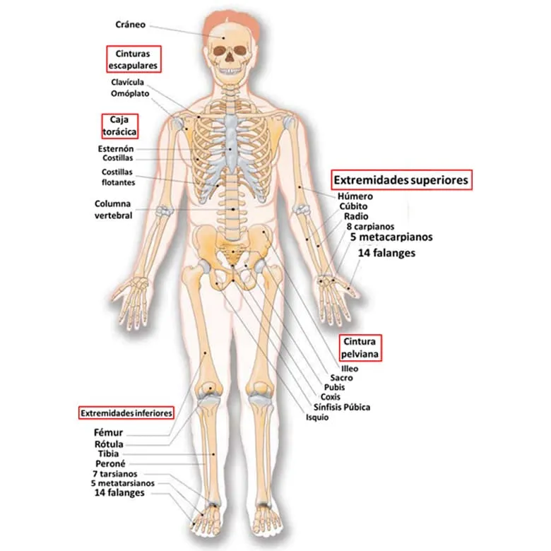 El Esqueleto Humano para Niños COMPLETO (y sus partes)