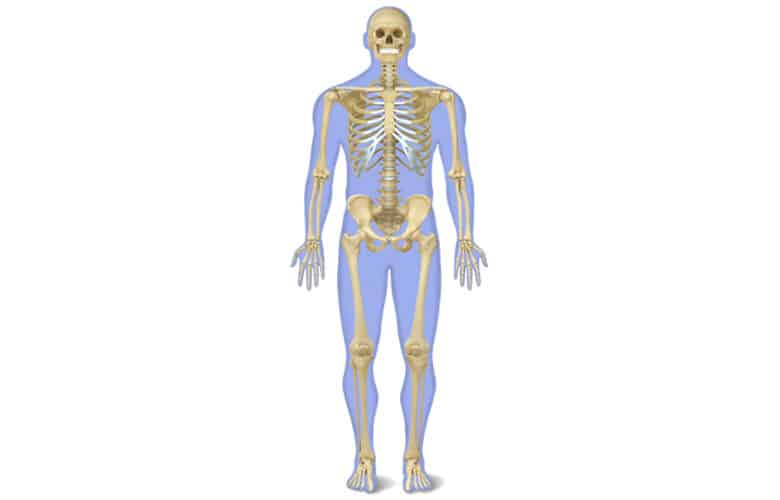 El Esqueleto Humano para Niños COMPLETO (y sus partes)
