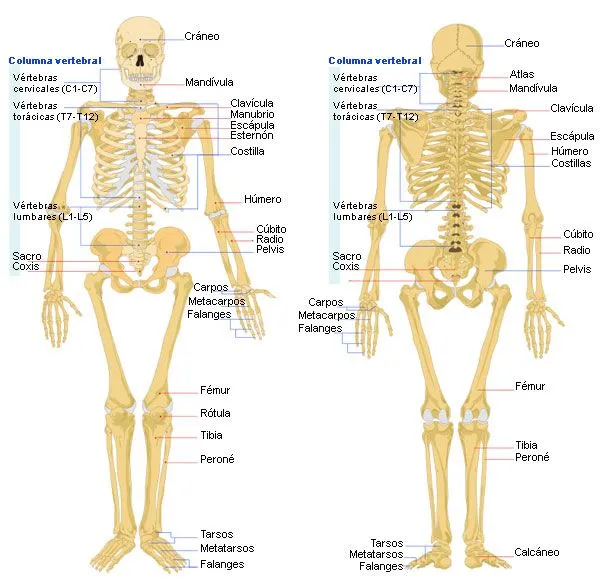Imagen de esqueleto humano con sus nombres - Imagui