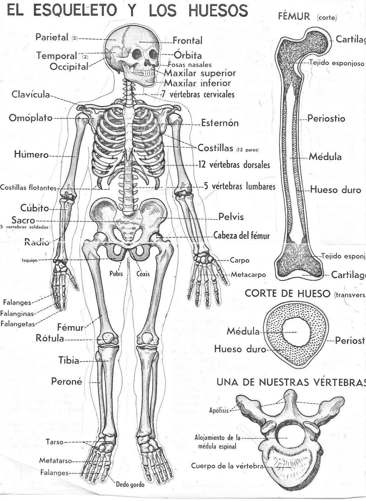 El esqueleto humano y sus partes para pintar | Anatomía del esqueleto humano,  Anatomía del esqueleto, Huesos del cuerpo humano