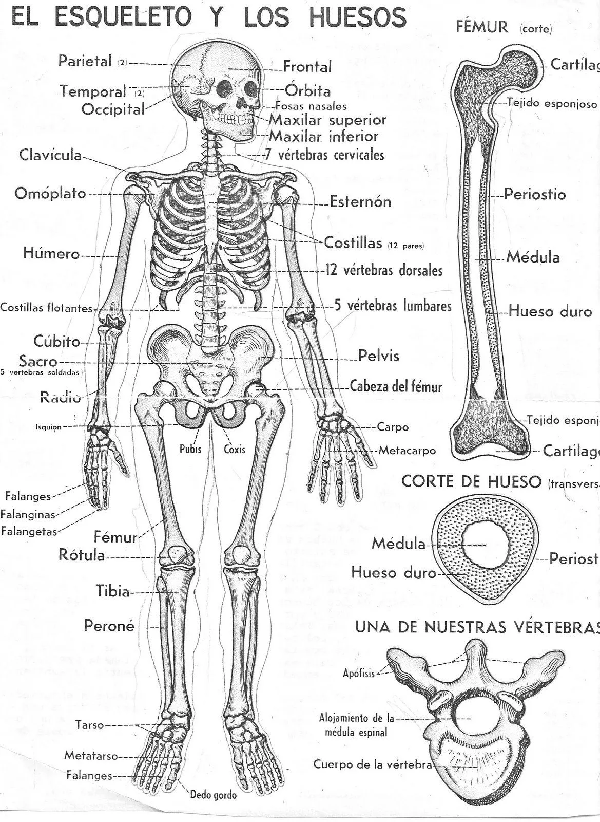 El esqueleto humano y sus partes para pintar | Anatomía del esqueleto humano, Anatomía del esqueleto, Huesos del cuerpo humano El esqueleto humano y sus partes para pintar | Anatomía del esqueleto humano, Anatomía del esqueleto, Huesos del cuerpo humano