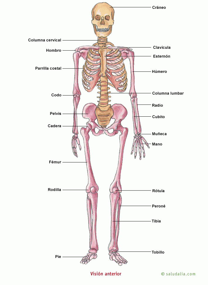 Esqueleto humano. Saludalia.