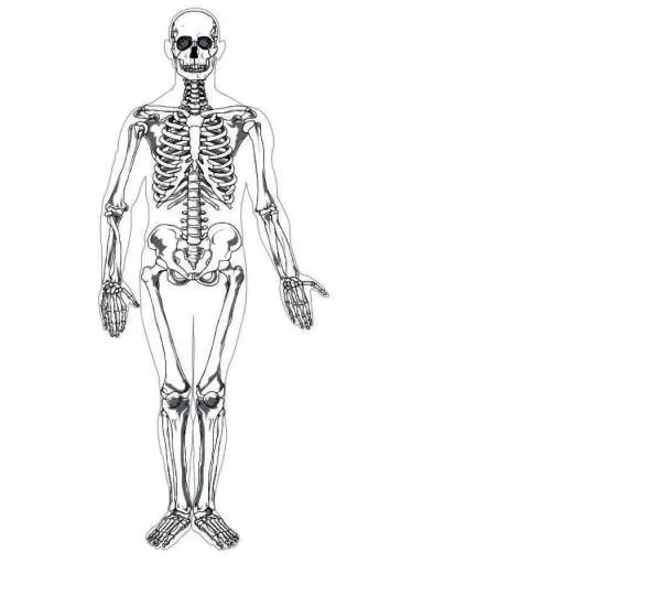 Como dibujar un esqueleto humano facil - Imagui