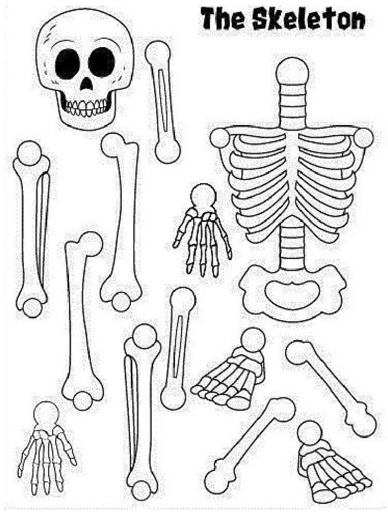 El Esqueleto Humano Tercero de Primaria | PDF