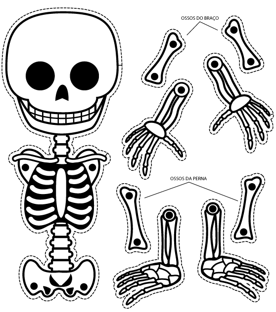 Esqueleto para montar - Imagui
