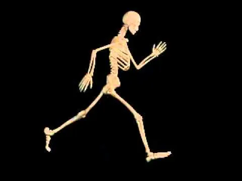 Esqueleto en movimiento (Bodyworks 5.0) - YouTube