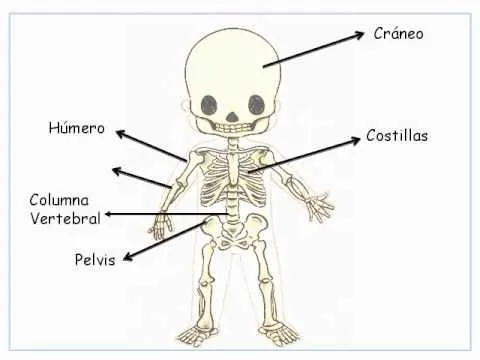 Dibujo de esqueleto y sus partes - Imagui