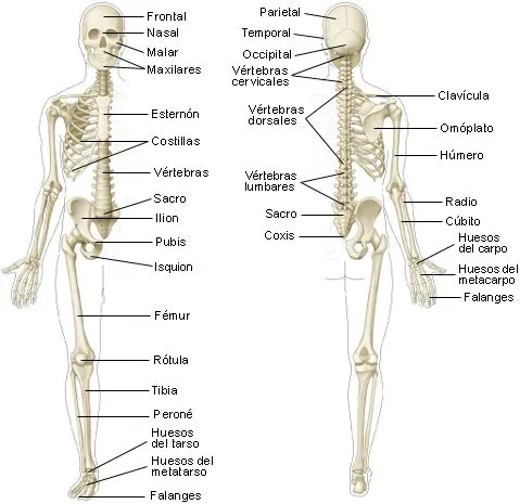 El esqueleto humano nombre de los huesos - Imagui