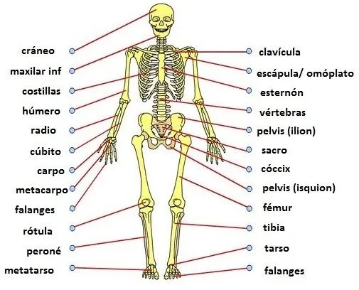 El esqueleto y todas sus partes - Imagui