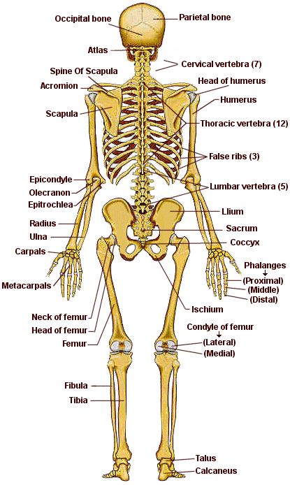 El esqueleto y sus partes - Imagui