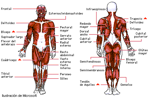 Esqueleto: sistema articular y muscular - Monografias.com