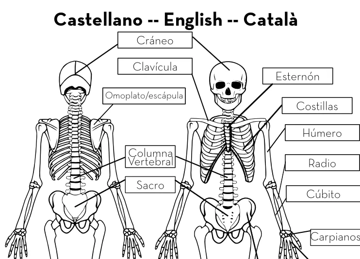 Esqueleto en Tamaño Real — Imprimible Gratis | Nitdia