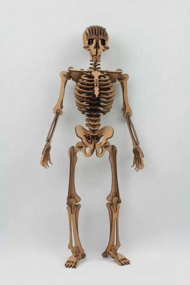 esqueleto_humano01 | Esqueleto humano, Esqueleto humano 3d, Esqueleto para  armar