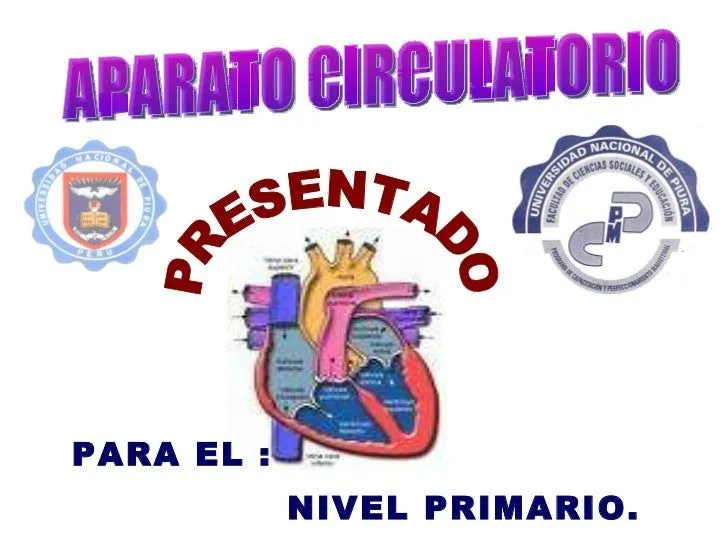 Explicacion del sistema circulatorio para niños de inicial - Imagui