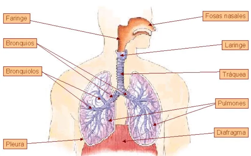 Esquema del aparato respiratorio con nombres - Imagui