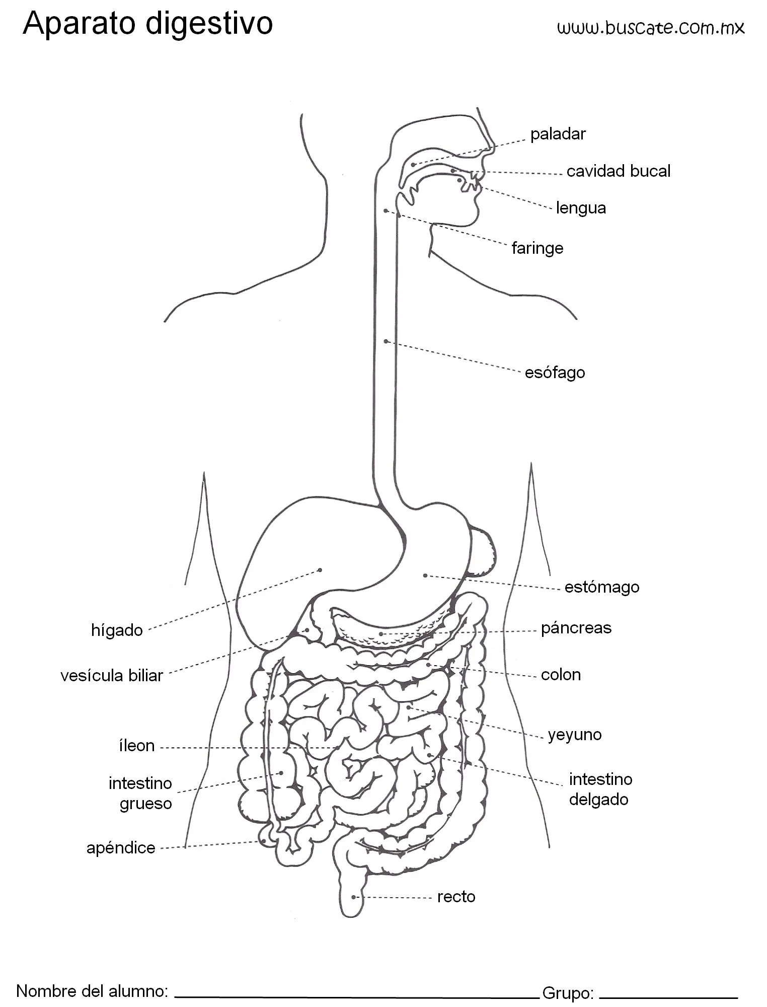 Esquema <b>aparato</b> <b>digestivo</b>… | el cuerpo humano ...