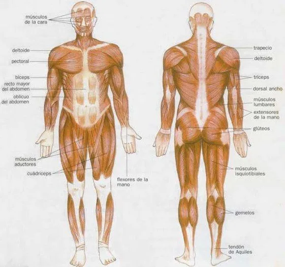 Esquemas del cuerpo humano y sus partes - Imagui