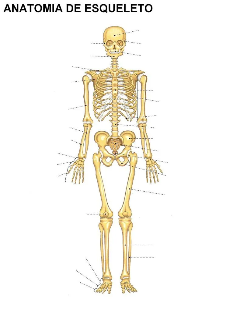 ▷ Esquema del esqueleto humano ¡Fotos & Guía 2021!