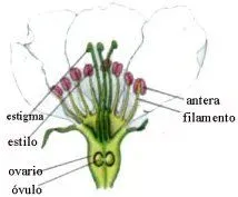 Esquema de las estructuras masculinas y femeninas de la flor.