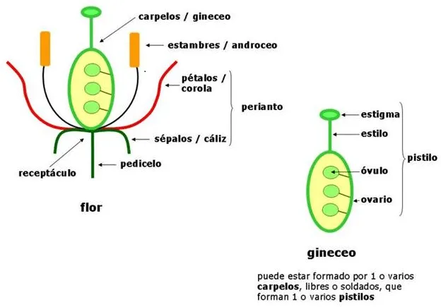ESQUEMA DE UNA FLOR Y SUS COMPONENTES - Imagui ESQUEMA DE UNA FLOR Y SUS COMPONENTES - Imagui