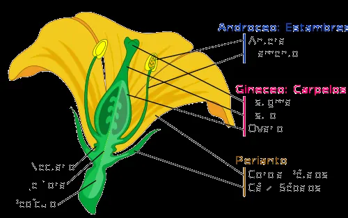 Gráficos de una flor con sus partes - Imagui