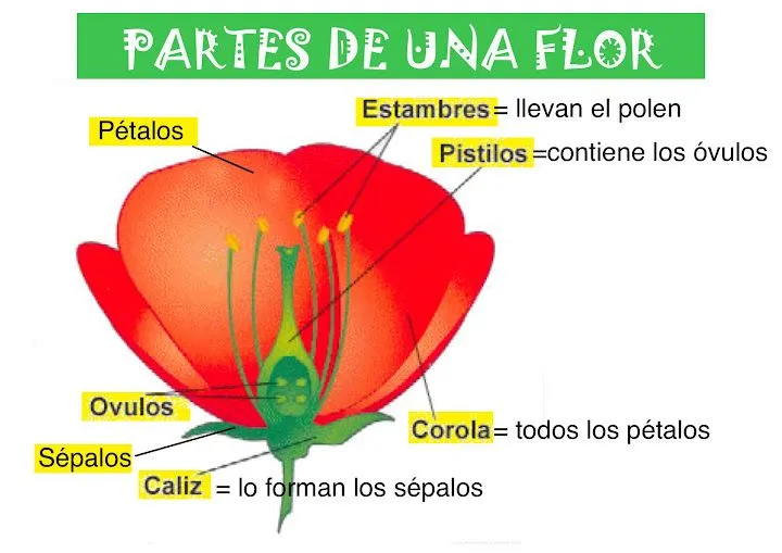 La flor y sus partes para primaria - Imagui