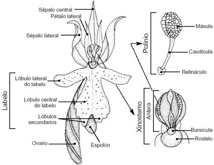 clop: Esquema de flor de orquídea