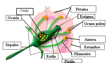 Esquema de una flor con sus partes - Imagui