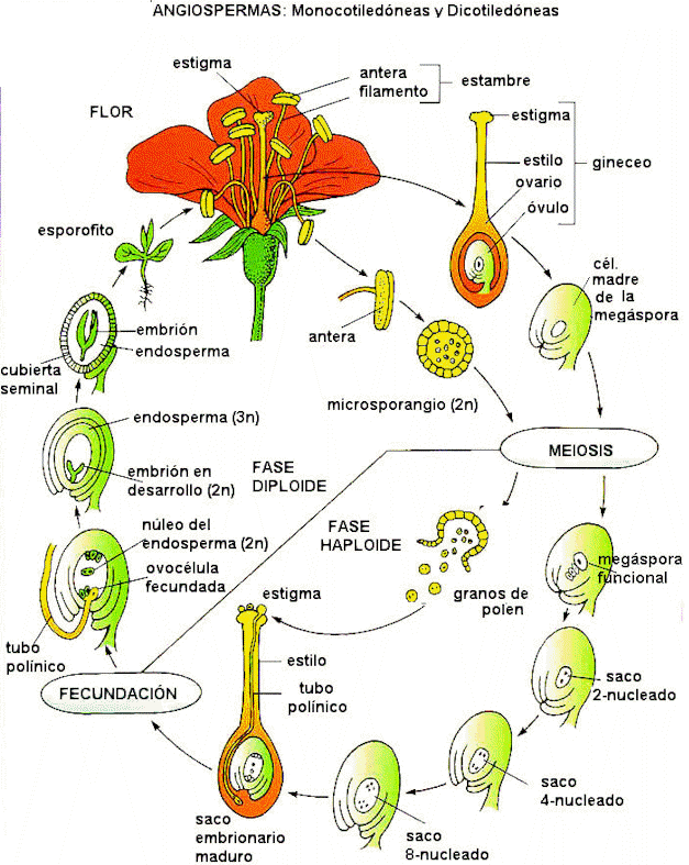  ... con el esquema las partes de una flor y el ciclo biologico de una