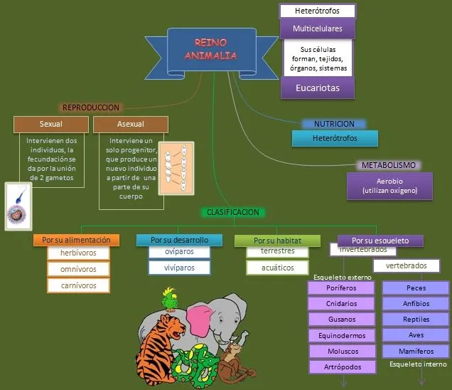 Esquema: Reino Animalia | Esquemas, diagramas, gráficos y mapas ...