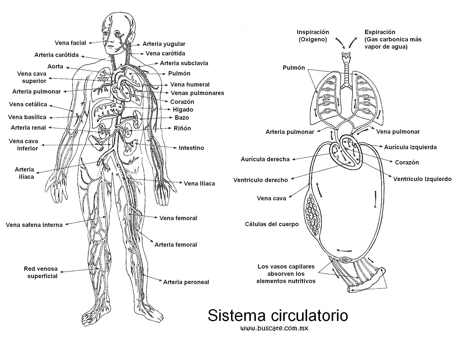 Esquema del sistema circulatorio, con los nombres de sus partes ...