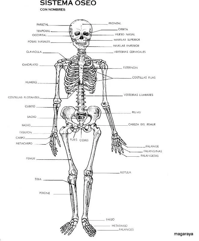 Esquema del sistema oseo con nombres para imprimir - Uma Pergunta