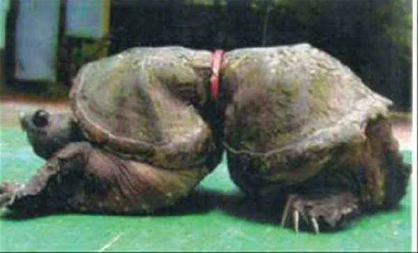 Ésta pobre tortuga quedó encadenada de por vida a una anilla de ...