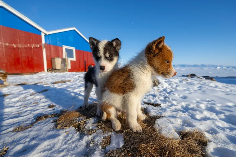 Por qué estamos predispuestos a amar a los bebés animales | National Geographic | National Geographic