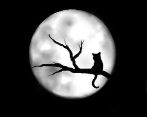 ... estar, o si está atrás tuyo.... Se le conoce como el gato negro ... estar, o si está atrás tuyo.... Se le conoce como el gato negro