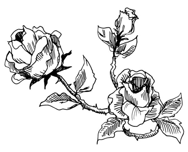 Estilo vintage rosas dibujo — Foto stock © glowonconcept #33971589