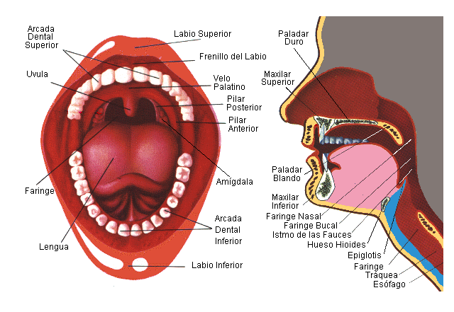 Estomatología comunitaria: La boca y sus partes