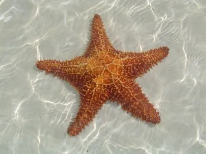 LA ESTRELLA DE MAR | Cuentojo, más que cuento