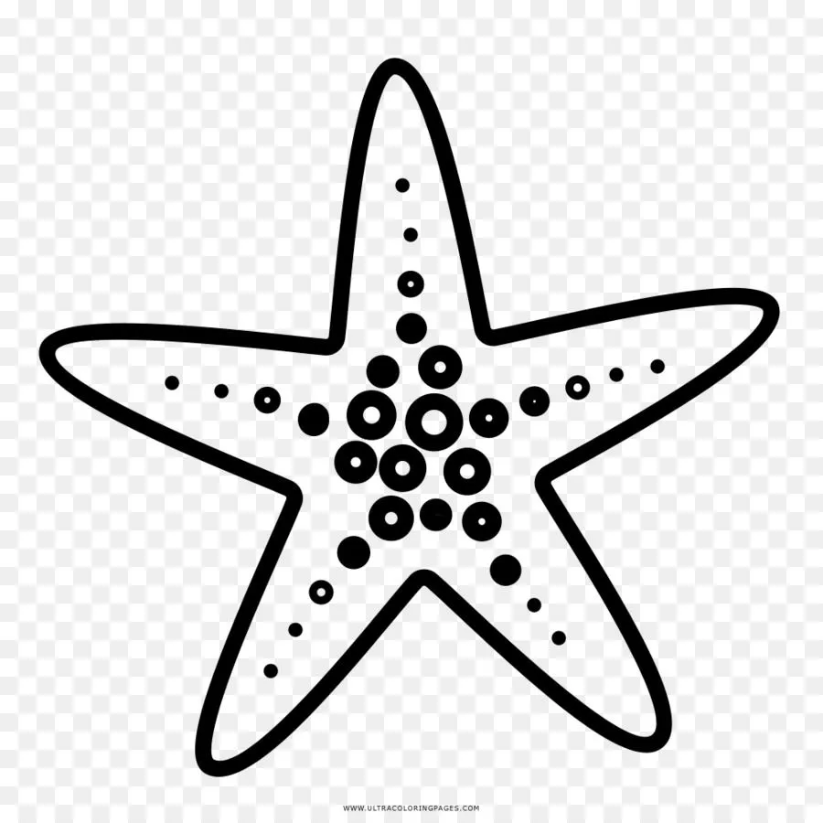 Estrella De Mar, Dibujo, Libro Para Colorear imagen png - imagen  transparente descarga gratuita
