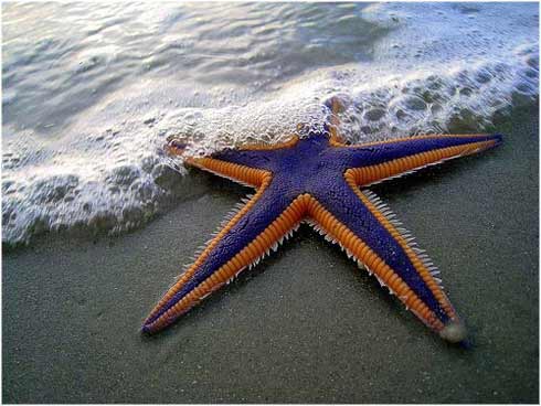 Las estrellas de mar más bonitas del planeta |