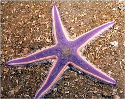 Las estrellas de mar más bonitas del planeta | LaReserva