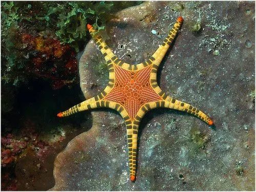 DIPLOX - Las estrellas de mar más hermosas del planeta
