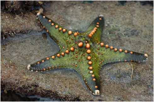 Las estrellas de mar más bonitas del planeta |