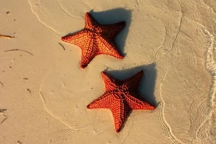 Las estrellas de mar - Pablo Tovar